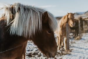 elope in iceland by iceland wedding photographer